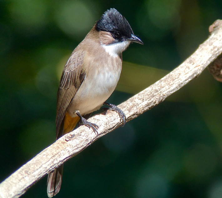 Bông lau ngực nâu (Pycnonotus xanthorrhous) dài 19-20 cm, là loài định cư, phổ biến tại Tây Bắc (ghi nhận nhiều tại VQG Hoàng Liên Sa Pa). Loài chim thuộc Họ chào mào này sống ở rừng thứ sinh, cây bụi, trảng cỏ, phân bố từ độ cao 1.020 - 2.300 mét.