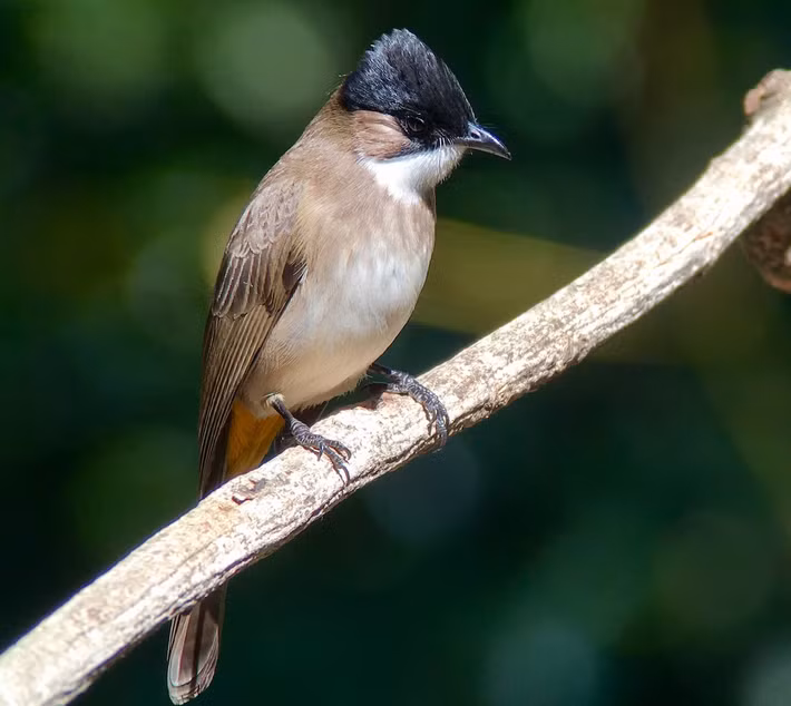 Bông lau ngực nâu (Pycnonotus xanthorrhous) dài 19-20 cm, là loài định cư, phổ biến tại Tây Bắc (ghi nhận nhiều tại VQG Hoàng Liên Sa Pa). Loài chim thuộc Họ chào mào này sống ở rừng thứ sinh, cây bụi, trảng cỏ, phân bố từ độ cao 1.020 - 2.300 mét.