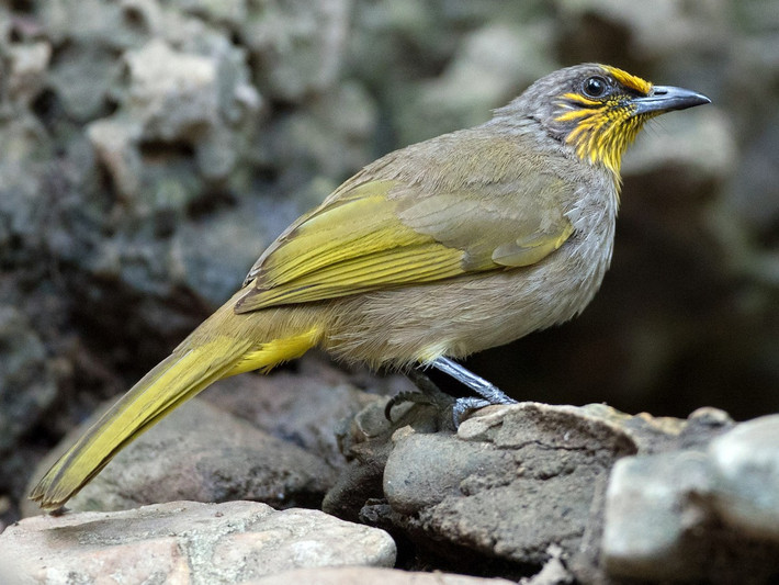 Bông lau họng vạch (Pycnonotus finlaysoni) dài 19020 cm, là loài định cư, phổ biến trong cả nước (VQG Cúc Phương, Vũ Quang, Bạch Mã, Cát Tiên, Côn Đảo, Phú Quốc). Môi trường sống của chúng là rừng thứ sinh, cây bụi, bìa rừng, khu vực trống trải trong rừng thường xanh.