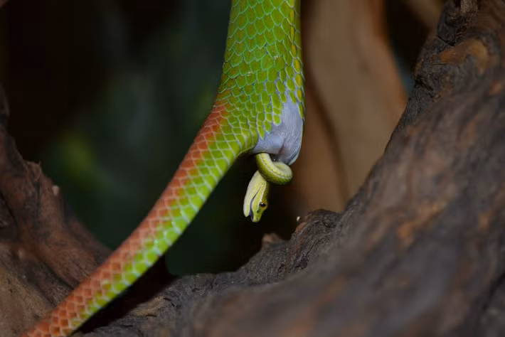  3. Không có tổ cho loài đẻ con. Rắn đẻ con không cần xây tổ hay tìm nơi để đẻ, vì trứng của chúng phát triển hoàn toàn trong cơ thể mẹ và có thể tự kiếm ăn sau khi chào đời. Ảnh: Pinterest.