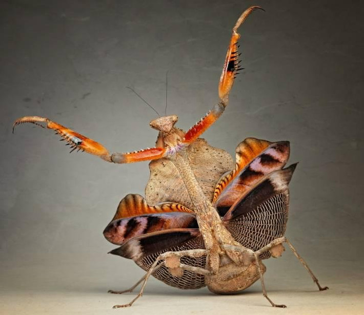  12. Tư thế "võ sĩ kungfu". Khi bị đe dọa, một số loài bọ ngựa dựng chân trước lên, mở rộng đôi cánh để trông lớn hơn và đe dọa kẻ thù, giống như đang thi triển kungfu. Ảnh: Pinterest.