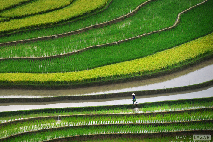 Ruộng bậc thang ở làng Lìm Mông, Mù Căng Chải, Yên Bái.