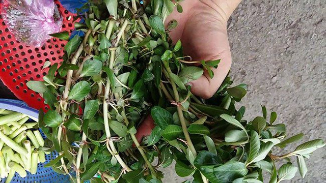 3 loại rau dại mọc đầy ruộng vườn nay thành đặc sản được săn lùng - Hình 4 3 loai rau dai moc day ruong vuon nay thanh dac san duoc san lung-Hinh-4