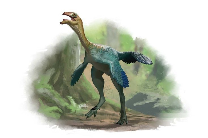  Chúng chỉ dài khoảng 1 mét. Với thân hình nhỏ, hai chân dài và cổ thon, Caudipteryx có thể di chuyển nhanh nhẹn trên mặt đất. Ảnh: Pinterest.