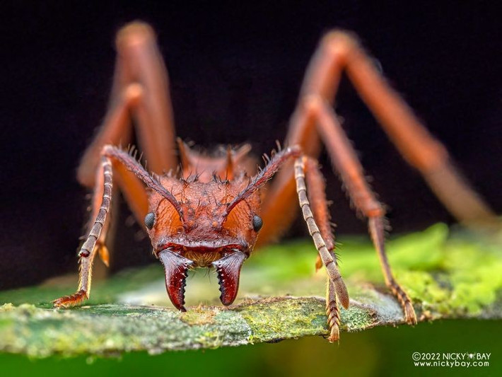  Có ảnh hưởng lớn đến hệ sinh thái rừng. Việc cắt lá với số lượng lớn giúp kiến cắt lá góp phần tái tạo thảm thực vật, cải thiện độ phì của đất và thúc đẩy chu trình dinh dưỡng. Ảnh: Pinterest.