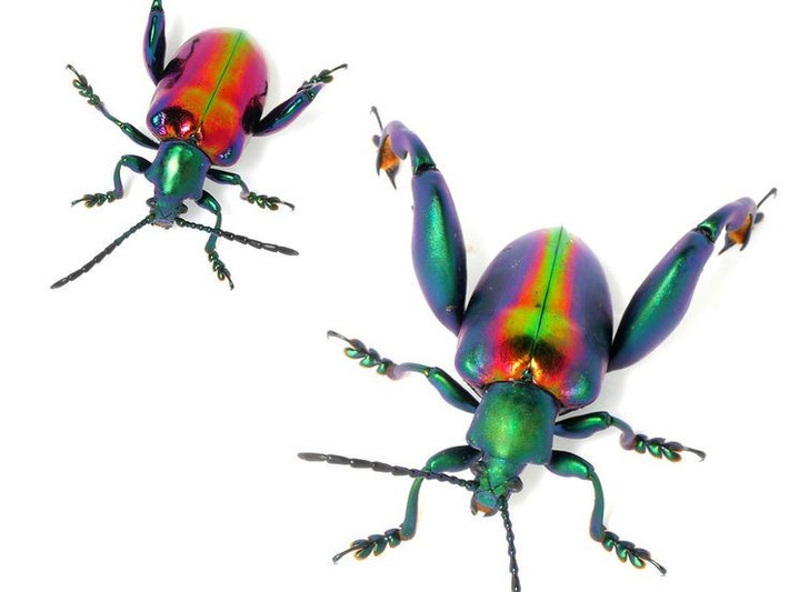  Là đối tượng được giới sưu tầm côn trùng yêu thích. Hình dáng độc lạ và màu sắc ánh kim khiến loài bọ này trở thành mẫu vật được săn tìm trong các bộ sưu tập côn trùng trên thế giới. Ảnh: Pinterest.