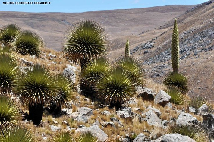  Chiến lược “ra hoa rồi chết”. Dứa nữ hoàng Andes là loài đơn tính chu kỳ dài (semelparous), nghĩa là sau khi ra hoa và kết hạt, cây mẹ sẽ chết. Toàn bộ năng lượng tích lũy hàng chục năm được dồn cho một lần sinh sản duy nhất. Ảnh: Pinterest.