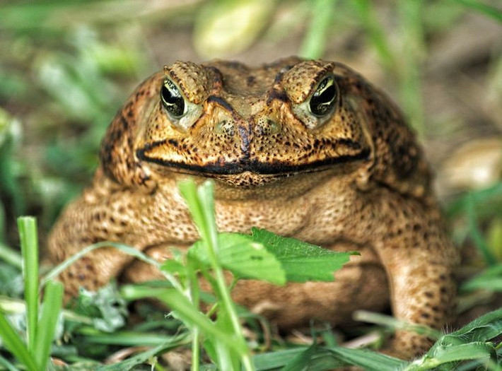  Chúng có tuyến độc cực mạnh. Tuyến mang tai của cóc mía chứa lượng độc tố bufotoxin đủ gây tử vong cho nhiều loài động vật, gồm cả chó nhà. Ảnh: Pinterest.