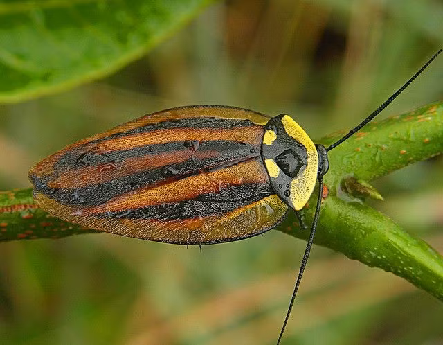  Chạy rất nhanh so với kích thước cơ thể. Một số loài gián có thể chạy với tốc độ tương đương hàng chục lần chiều dài cơ thể mỗi giây. Tốc độ này giúp chúng phản ứng gần như tức thì trước rung động và ánh sáng, khiến việc bắt chúng trở nên khó khăn. Ảnh: Pinterest.
