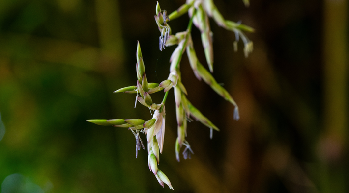  Ý nghĩa thực sự của hiện tượng này. Thay vì lo sợ, tre ra hoa nên được nhìn nhận như một sự kiện sinh học hiếm hoi, phản ánh chu kỳ sống đặc biệt và khả năng thích nghi lâu dài của loài thực vật này. Ảnh: lotuswei.com.