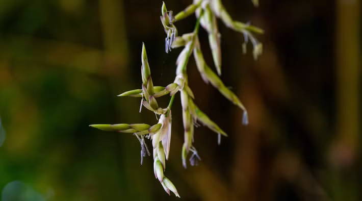  Ý nghĩa thực sự của hiện tượng này. Thay vì lo sợ, tre ra hoa nên được nhìn nhận như một sự kiện sinh học hiếm hoi, phản ánh chu kỳ sống đặc biệt và khả năng thích nghi lâu dài của loài thực vật này. Ảnh: lotuswei.com.