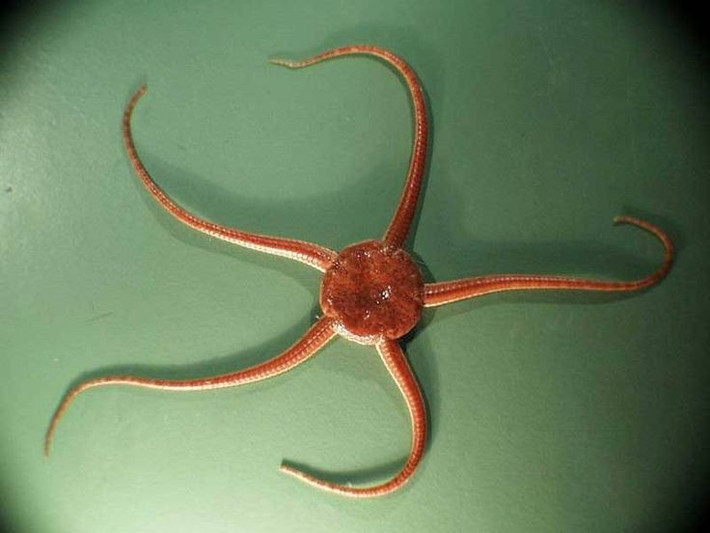  Chúng có thể tự cắt tay để trốn kẻ thù. Hiện tượng này gọi là “tự đoạn chi”, tương tự thằn lằn rụng đuôi. Ảnh: Pinterest.