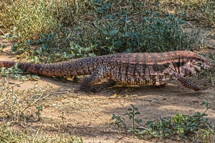  Thằn lằn tegu đỏ có khả năng tăng thân nhiệt như động vật máu nóng. Khác với hầu hết các loài bò sát, thằn lằn tegu đỏ có thể tự tăng nhiệt độ cơ thể trong mùa sinh sản, giúp chúng hoạt động linh hoạt hơn. Ảnh: Pinterest.