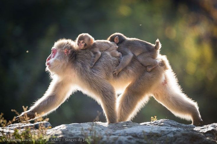  Loài khỉ sống ở vùng lạnh nhất thế giới. Khỉ tuyết Nhật Bản được xem là loài linh trưởng không phải người sinh sống ở vĩ độ cao nhất, phân bố từ Honshu đến Kyushu, nơi mùa đông thường có tuyết dày và nhiệt độ xuống dưới 0°C. Ảnh: Pinterest.