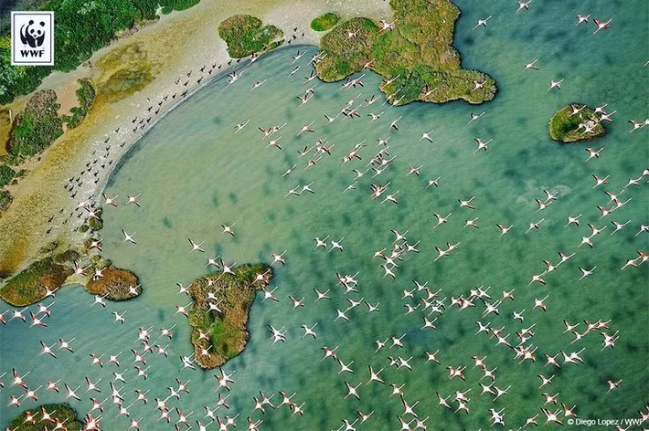  Có lịch sử gắn với quý tộc Tây Ban Nha. Vùng đất Doñana từng là khu săn bắn hoàng gia trước khi trở thành vườn quốc gia. Ảnh: Pinterest.