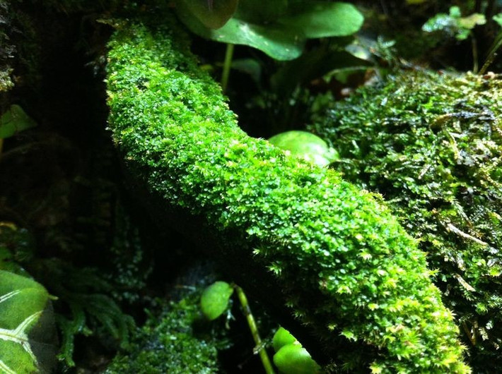  Chỉ báo môi trường nhạy cảm. Do hấp thụ trực tiếp từ không khí, rêu rất nhạy với ô nhiễm, thường được dùng như chỉ thị sinh học để đánh giá chất lượng môi trường. Ảnh: Pinterest.