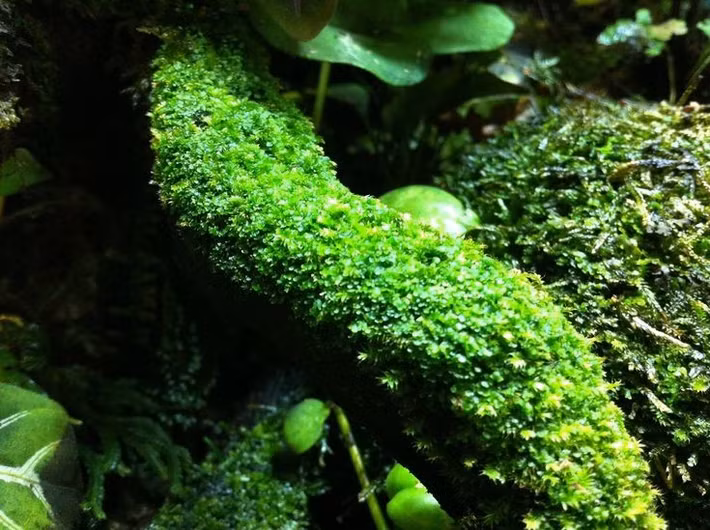  Chỉ báo môi trường nhạy cảm. Do hấp thụ trực tiếp từ không khí, rêu rất nhạy với ô nhiễm, thường được dùng như chỉ thị sinh học để đánh giá chất lượng môi trường. Ảnh: Pinterest.