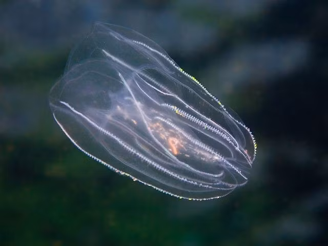  Cơ thể gần như hoàn toàn trong suốt. Phần lớn các loài sứa lược có cơ thể trong suốt như pha lê, giúp chúng gần như vô hình trong nước biển. Khả năng ngụy trang này giúp chúng tránh kẻ săn mồi và đồng thời tiếp cận con mồi mà không bị phát hiện. Ảnh: Pinterest.