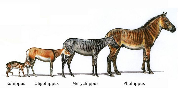  Tổ tiên ngựa nhỏ như con chó. Tổ tiên xa xưa nhất của ngựa, thường gọi là Eohippus hay Hyracotherium, sống cách đây khoảng 55 triệu năm, có kích thước chỉ tương đương một con chó nhỏ và thích nghi với môi trường rừng rậm. Ảnh: Pinterest.