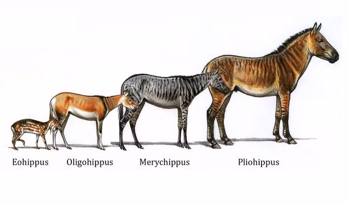  Tổ tiên ngựa nhỏ như con chó. Tổ tiên xa xưa nhất của ngựa, thường gọi là Eohippus hay Hyracotherium, sống cách đây khoảng 55 triệu năm, có kích thước chỉ tương đương một con chó nhỏ và thích nghi với môi trường rừng rậm. Ảnh: Pinterest.