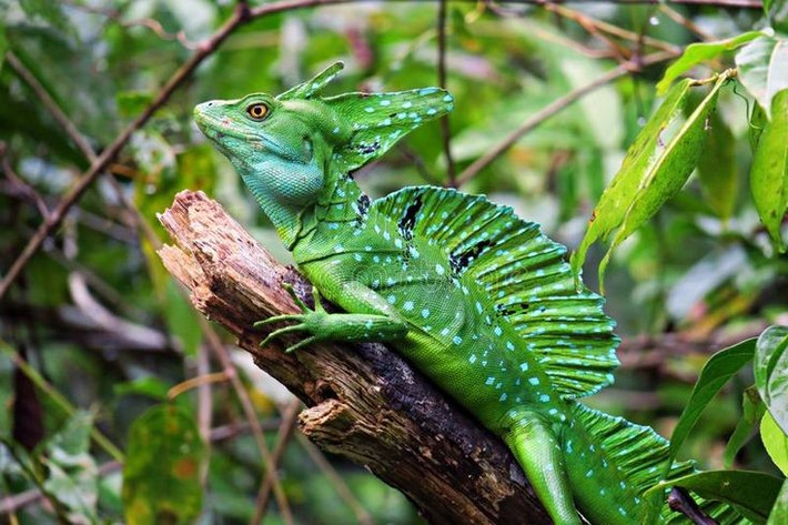  Con đực có mào lớn như cánh buồm. Chiếc mào giúp chúng phô trương trước đối thủ và hấp dẫn bạn tình trong mùa sinh sản. Ảnh: Pinterest.