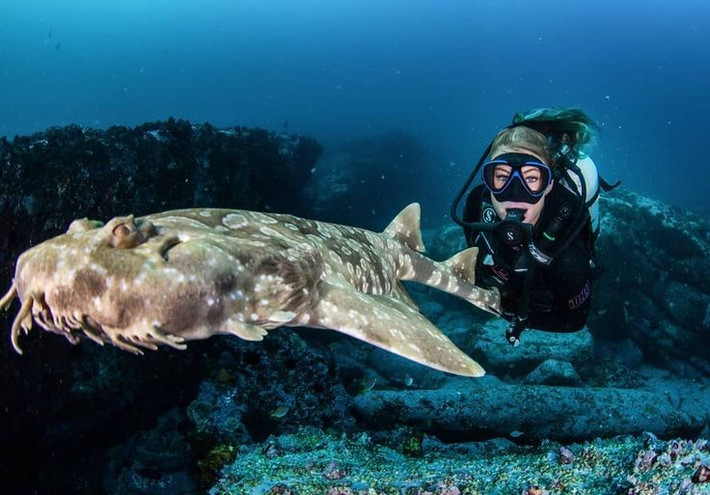  Tính cách hiền lành nhưng không nên tiếp xúc. Dù hiếm khi tấn công người, cá mập thảm có thể cắn tự vệ nếu bị giẫm phải hoặc quấy rối, do đó thợ lặn được khuyến cáo giữ khoảng cách an toàn. Ảnh: Pinterest.