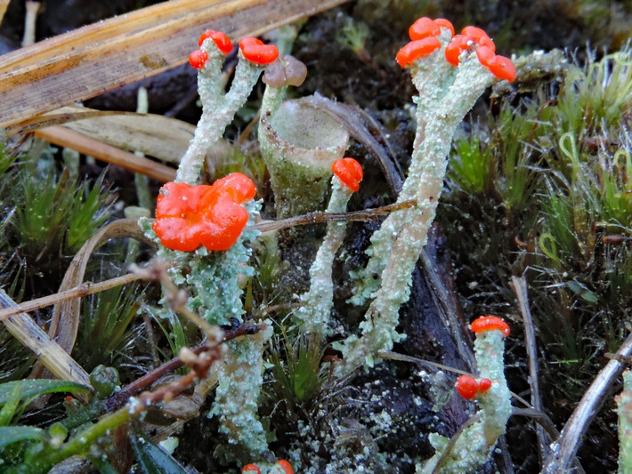  Chúng phát triển cực kỳ chậm. Mỗi năm, địa y que diêm chỉ lớn thêm vài milimét, phản ánh môi trường sống ổn định và tinh khiết. Ảnh: britishlichensociety.org.ukv.