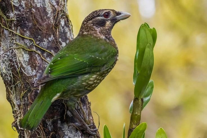  Con đực xây “khu biểu diễn” để tán tỉnh. Chúng dọn dẹp mặt đất, trang trí bằng lá và rêu để thu hút bạn tình. Ảnh: Pinterest.