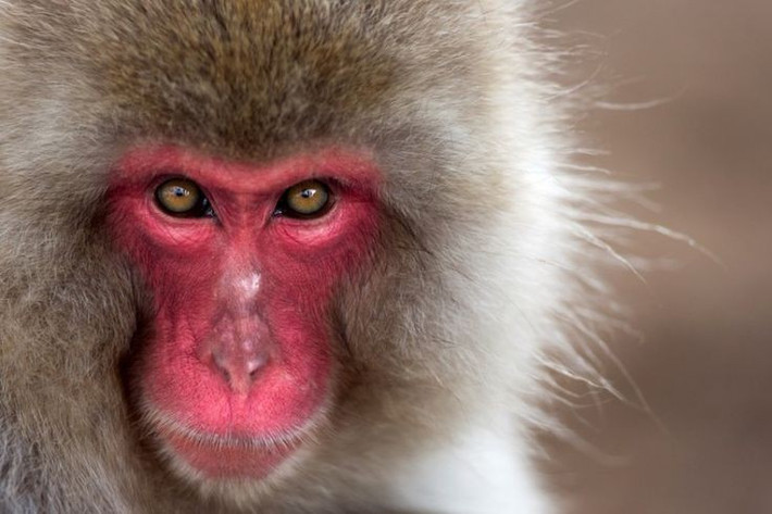  Chế độ ăn linh hoạt theo mùa. Vào mùa hè, chúng ăn trái cây, lá cây và côn trùng; mùa đông khắc nghiệt buộc khỉ tuyết chuyển sang vỏ cây, chồi non và rễ thực vật để tồn tại. Ảnh: Pinterest.