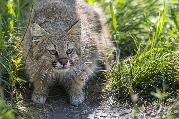  Phân bố trên nhiều kiểu sinh cảnh khác nhau. Mèo Colocolo sinh sống từ đồng cỏ khô, sa mạc, rừng thưa cho tới vùng núi Andes ở độ cao trên 4.000 mét. Ảnh: Pinterest.