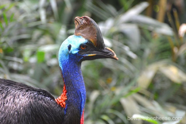  Chế độ ăn chủ yếu là trái cây rừng. Dù trông hung dữ, chúng chủ yếu ăn quả rụng, nấm, hạt và đôi khi là côn trùng, đóng vai trò quan trọng trong việc phát tán hạt giống rừng mưa. Ảnh: Pinterest.