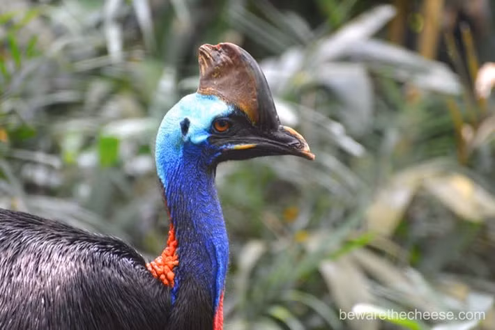  Chế độ ăn chủ yếu là trái cây rừng. Dù trông hung dữ, chúng chủ yếu ăn quả rụng, nấm, hạt và đôi khi là côn trùng, đóng vai trò quan trọng trong việc phát tán hạt giống rừng mưa. Ảnh: Pinterest.