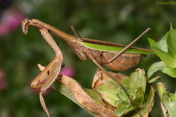  Ngụy trang bậc thầy. Nhiều loài bọ ngựa có màu sắc và hình dạng giống lá cây, cành khô hoặc hoa. Sự tiến hóa này giúp chúng ẩn mình hoàn hảo trong môi trường sống, vừa tránh kẻ săn mồi vừa phục kích con mồi hiệu quả. Ảnh: Pinterest.