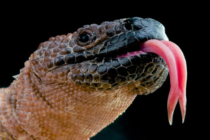  Nọc độc có giá trị y học. Một số hợp chất từ nọc loài bò sát này đã được dùng để phát triển thuốc trị tiểu đường. Ảnh: Pinterest.