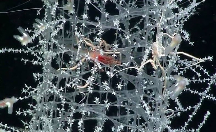  Là ngôi nhà trọn đời của cặp tôm cộng sinh. Một cặp tôm nhỏ thường sống bên trong “giỏ hoa” từ khi còn non, lớn lên và bị mắc kẹt, tạo biểu tượng về sự gắn bó suốt đời. Ảnh: commonnaturalist.com.