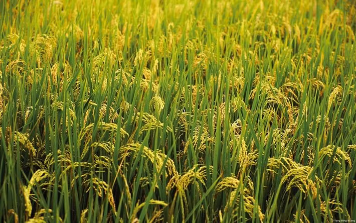  Cây lúa có khả năng sinh trưởng trong môi trường ngập nước. Nhờ hệ thống mô khí phát triển, lúa có thể dẫn oxy từ lá xuống rễ, giúp rễ tồn tại trong bùn ngập nước thiếu oxy. Ảnh: Pinterest.