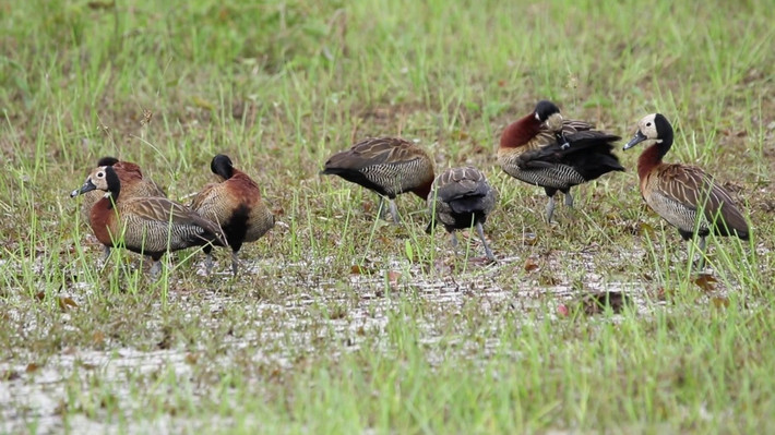  Thường sống thành đàn rất lớn. Le nâu là loài chim có tính xã hội cao. Ở nhiều vùng nhiệt đới, chúng có thể tụ tập thành đàn hàng trăm thậm chí hàng nghìn cá thể tại các hồ nước, ruộng lúa hay đầm lầy. Những đàn lớn này vừa giúp tăng khả năng phát hiện kẻ săn mồi vừa tạo điều kiện giao tiếp trong mùa sinh sản. Ảnh: Pinterest.