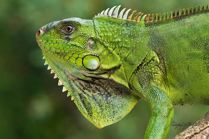  Khả năng bơi giỏi. Cự đà xanh bơi rất thành thạo, có thể nhảy xuống nước từ độ cao để trốn kẻ săn mồi. Ảnh: Pinterest.