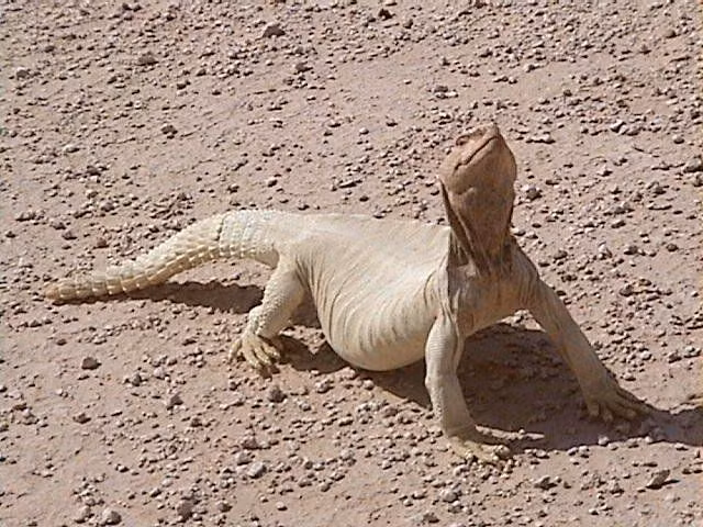  Tuổi thọ tương đối cao so với nhiều loài bò sát. Nếu không bị săn giết, loài này có thể sống hơn 20–30 năm trong tự nhiên, thậm chí lâu hơn trong điều kiện nuôi bảo tồn. Ảnh: Pinterest.