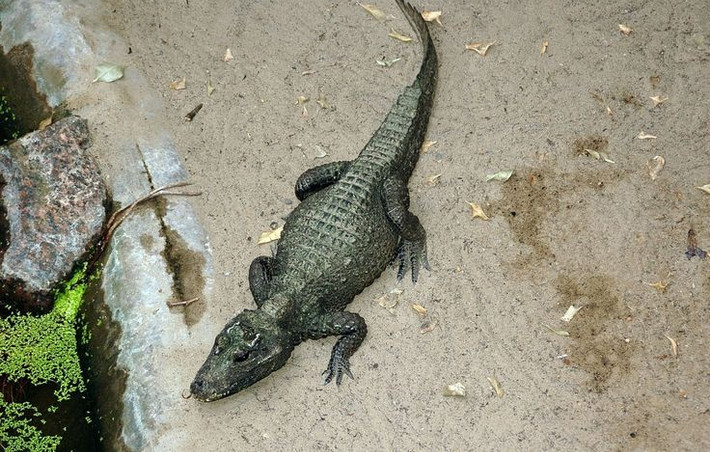  Loài cá sấu nhỏ nhất thế giới. Kích thước trưởng thành của cá sấu lùn chỉ khoảng 1,5 mét, nhỏ hơn nhiều so với các loài cá sấu khác. Ảnh: Pinterest.