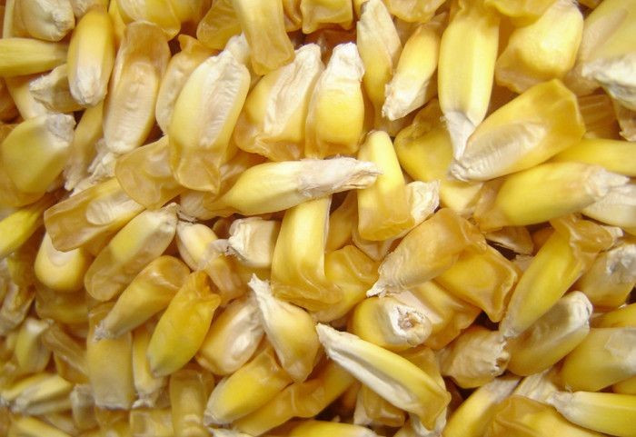  Có nguồn gốc từ Trung Mỹ cổ đại. Cây ngô được thuần hóa từ loài cỏ hoang teosinte (chi Zea) cách đây khoảng 9.000 năm tại khu vực Mexico ngày nay. Từ một loài cây dại với hạt nhỏ và cứng, con người đã chọn lọc để tạo ra cây ngô có bắp lớn, hạt nhiều như hiện nay. Ảnh: Pinterest.