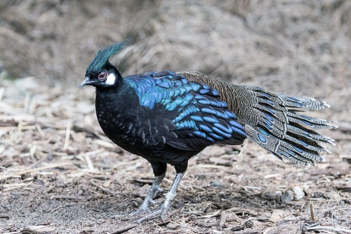  Tên khoa học gợi nhớ hoàng đế Napoleon. Tên “napoleonis” trong danh pháp loài được đặt để vinh danh Hoàng đế Pháp Napoleon Bonaparte. Ảnh: Pinterest.