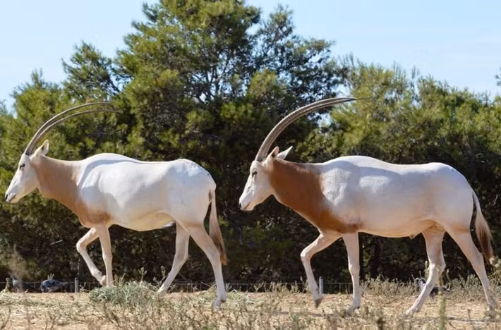  Có thể thay đổi màu lông theo mùa. Lông của chúng sáng hơn vào mùa hè để phản chiếu ánh nắng, và sẫm hơn vào mùa đông để giữ nhiệt. Ảnh: Pinterest.