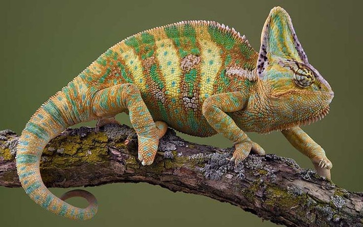  Đuôi có thể cuộn lại để giữ thăng bằng. Nhiều loài có đuôi quấn, hỗ trợ leo trèo và ổn định cơ thể trên cành. Ảnh: Pinterest.