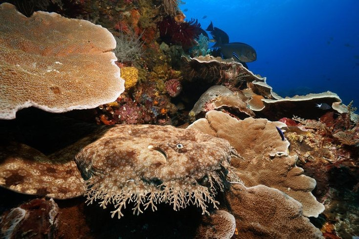  Bậc thầy nguỵ trang dưới đáy biển. Nhờ màu nâu, xám hoặc vàng lốm đốm, cá mập thảm dễ dàng hòa lẫn với nền cát, đá và rạn san hô, cho phép chúng nằm bất động hàng giờ để phục kích con mồi. Ảnh: Pinterest.