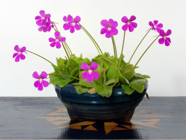  Hoa rất đẹp. Khác với hình ảnh đáng sợ của cây ăn thịt, hoa của cây bẫy mỡ có màu tím, hồng hoặc trắng thanh thoát, được côn trùng thụ phấn mà không bị “ăn thịt”. Ảnh: Pinterest.