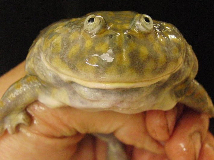  Biểu tượng kỳ dị của thế giới lưỡng cư. Nhờ vẻ ngoài độc đáo và tập tính khác thường, ếch Budgett thường xuyên xuất hiện trong sách khoa học phổ thông, phim tài liệu và là vật nuôi của cộng đồng yêu động vật kỳ lạ. Chúng là minh chứng sống động cho sự đa dạng đáng kinh ngạc của tiến hóa tự nhiên. Ảnh: Pinterest.