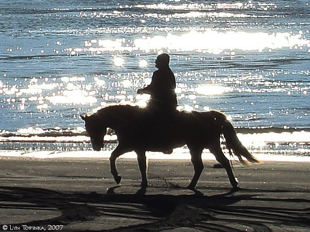  Ghi nhớ cảm xúc và trải nghiệm. Không chỉ nhớ sự việc, ngựa còn ghi nhớ cảm xúc gắn liền với trải nghiệm, khiến chúng phản ứng khác nhau với những người hoặc tình huống từng mang lại cảm giác tích cực hay tiêu cực. Ảnh: Pinterest.