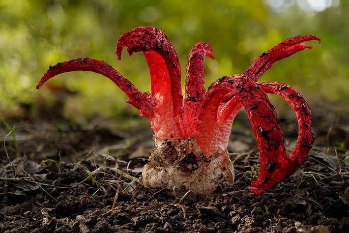  Nguồn gốc từ châu Úc. Nấm ngón tay quỷ có nguồn gốc từ Úc và New Zealand, nhưng lan sang châu Âu trong thế kỷ 20. Ảnh: Pinterest.