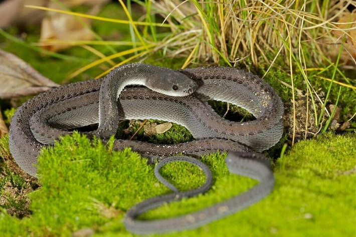 Kích thước khiêm tốn. Chiều dài trung bình của rắn rồng chỉ khoảng 60–70 cm, nhỏ hơn nhiều so với các loài rắn khác trong khu vực. Ảnh: Pinterest.